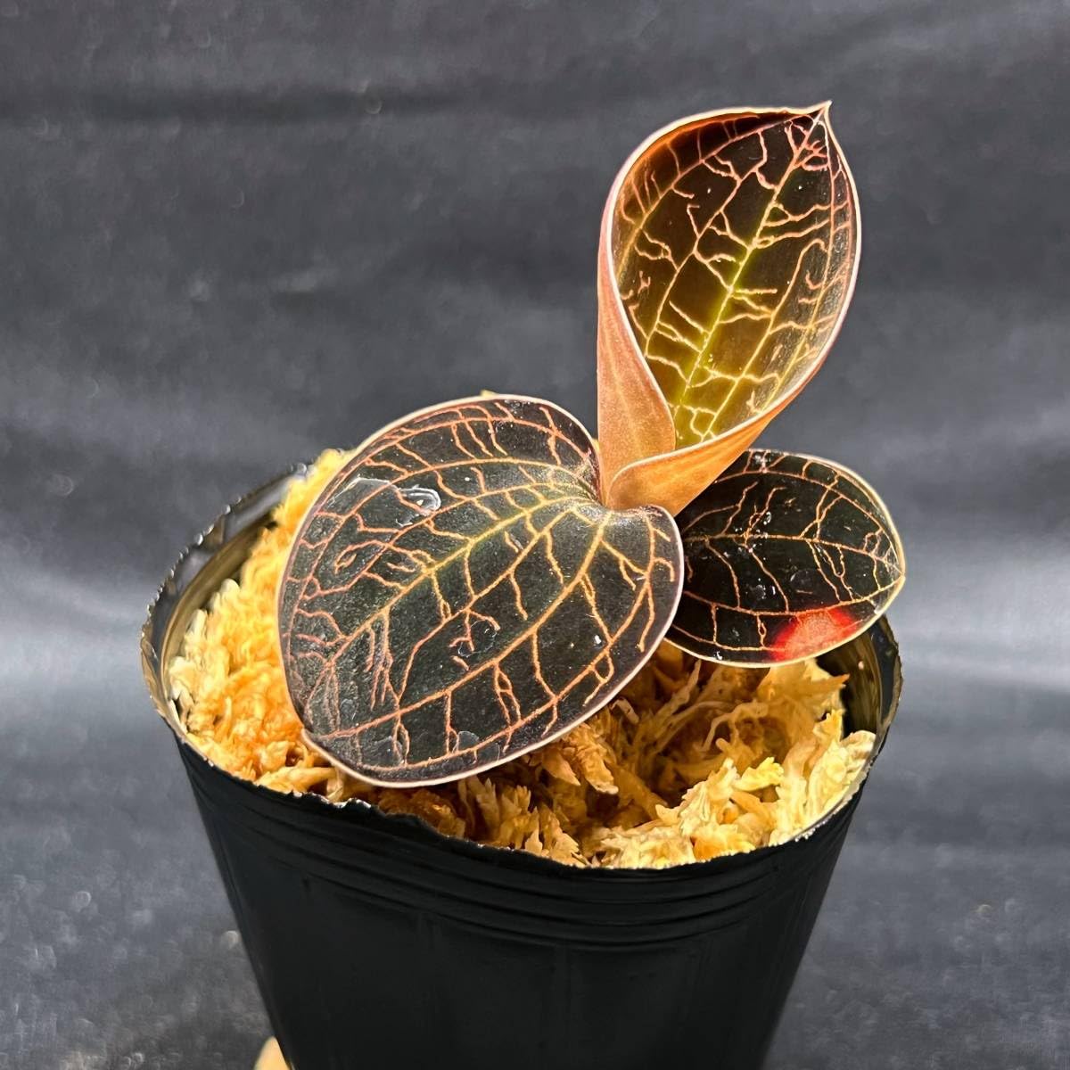 激レア　マコデス　リミィ　東カリマンタン　中苗　ジュエルオーキッド 激レア マコデス リミィ 東カリマンタン 中苗 ジュエルオーキッド